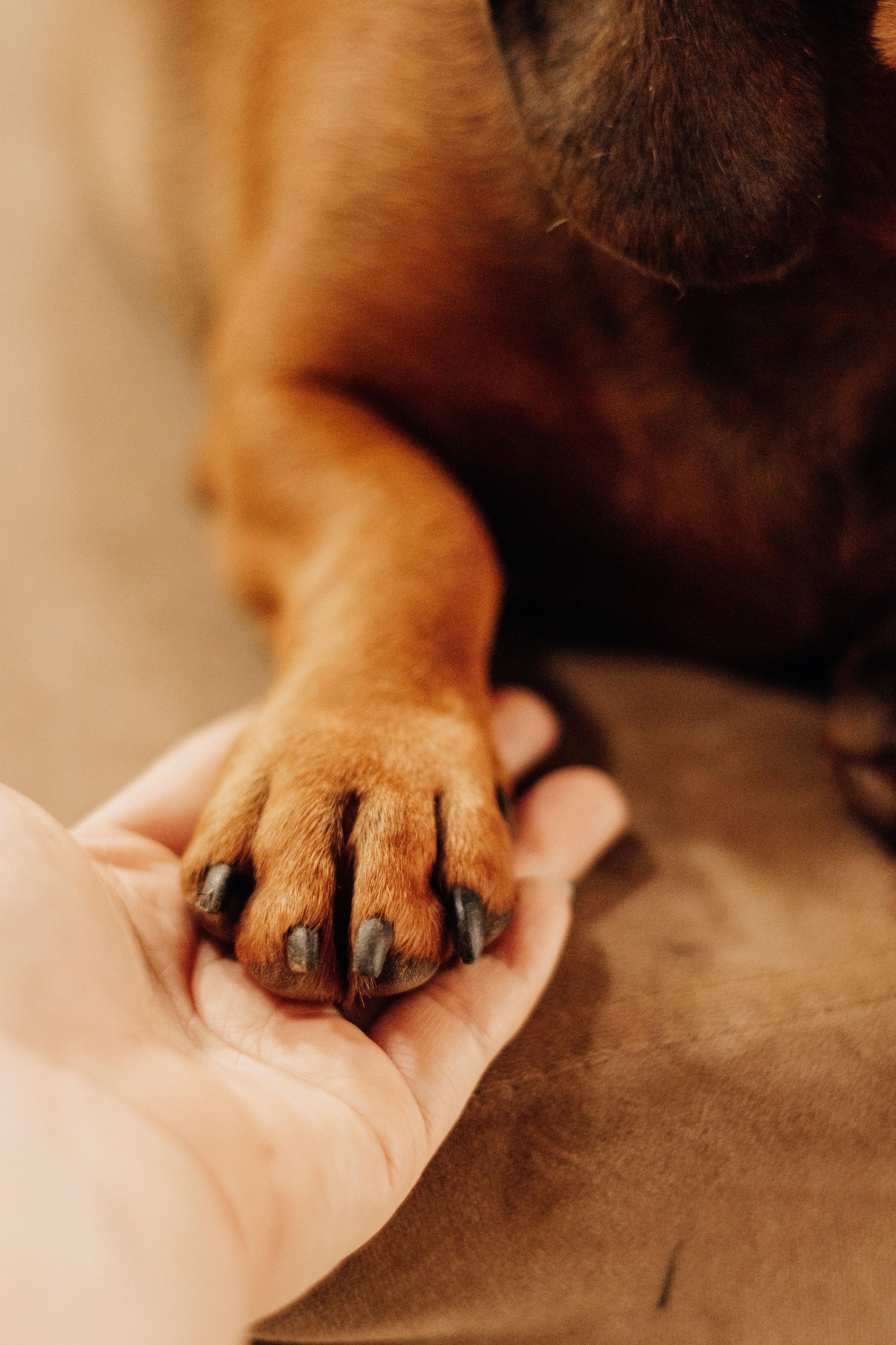 A gentle hand holding a dog's paw