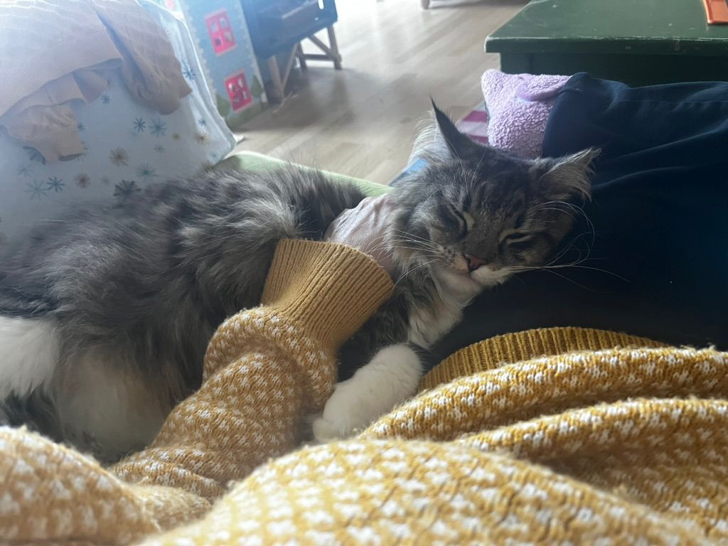 Meiga the cat sleeping peacefully