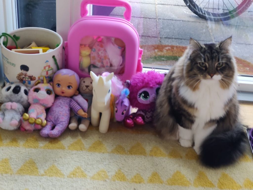Meiga the cat playing with toys