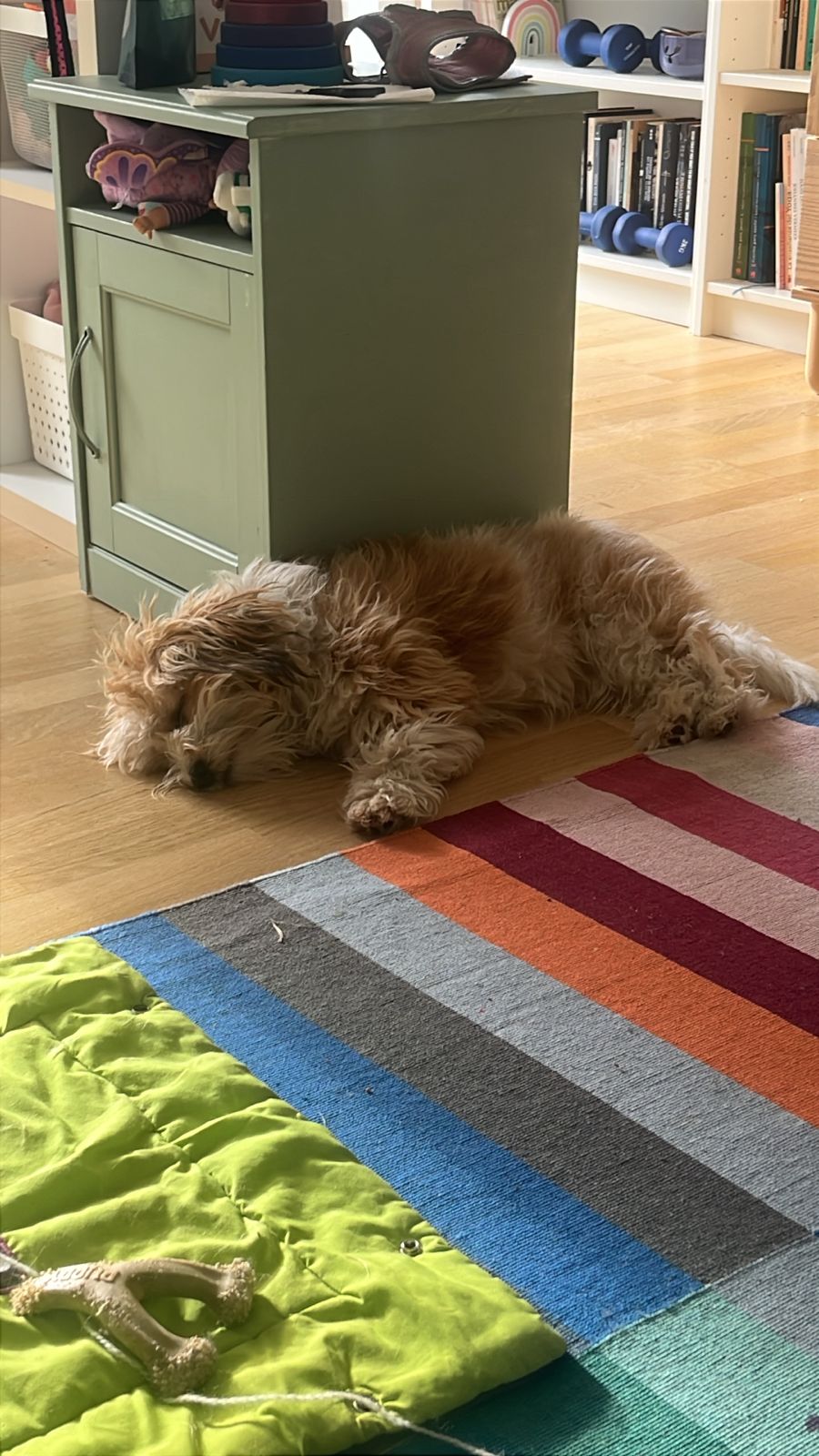 Cookie the dog sleeping