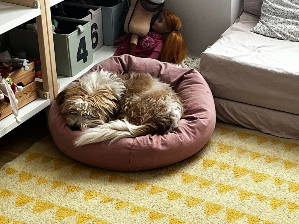 Cookie resting peacefully