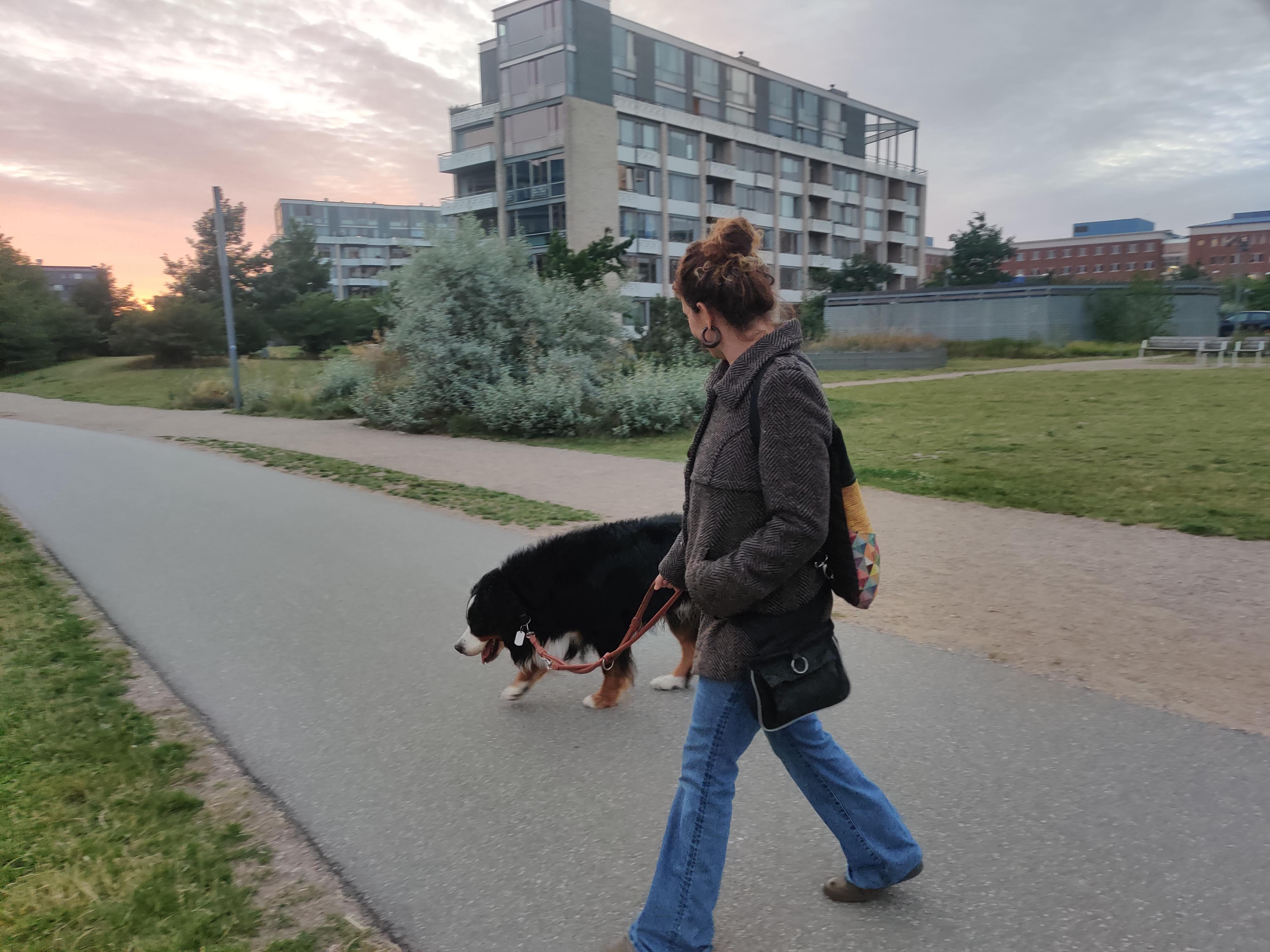Evening walk with the dogs